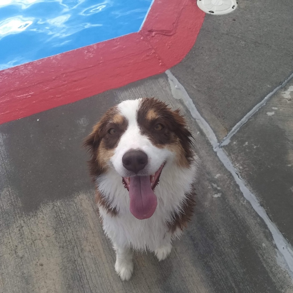 Meet your Posher, Holly